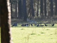 Unieke foto’s van de wolf op de Veluwe verbazen onderzoekers én fotograaf: ‘Mijn mond viel open’