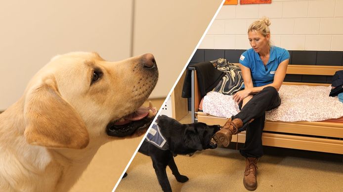 Hulphond labrador retriever