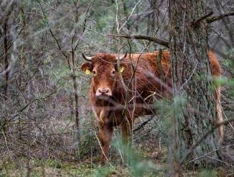 #HelpHermien: iedereen massaal in actie om ontsnapte koe te redden van slagersmes