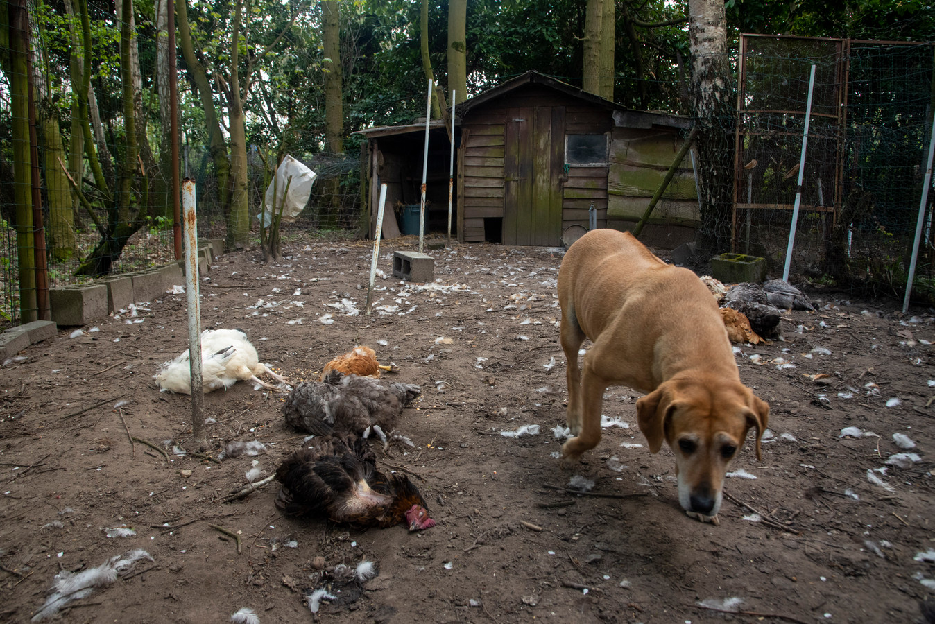 exegese fles geweld Twee meter hoge draad rondom hele tuin en een waakhond, maar toch krijgt vos  elf kippen te pakken | Foto | hln.be