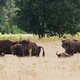 De mens wil meer wilde natuur, maar wil de natuur de mens?
