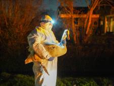 Slagveld onder zwanen in weiland bij Spijkenisse: twintig dood door vogelgriep