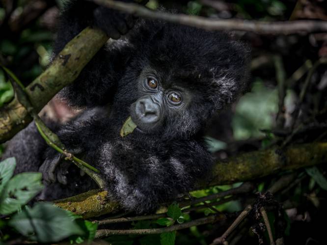 6 opzichters van Congolese Virunga-park vermoord