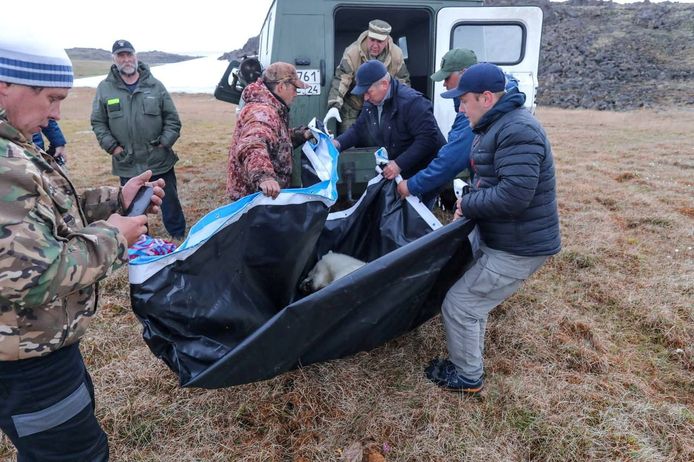 The helped polar bear is being transported.