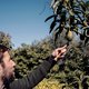 In opwarmend Sicilië stappen boeren over op mango en avocado: ‘Het fruit vliegt de deur uit’