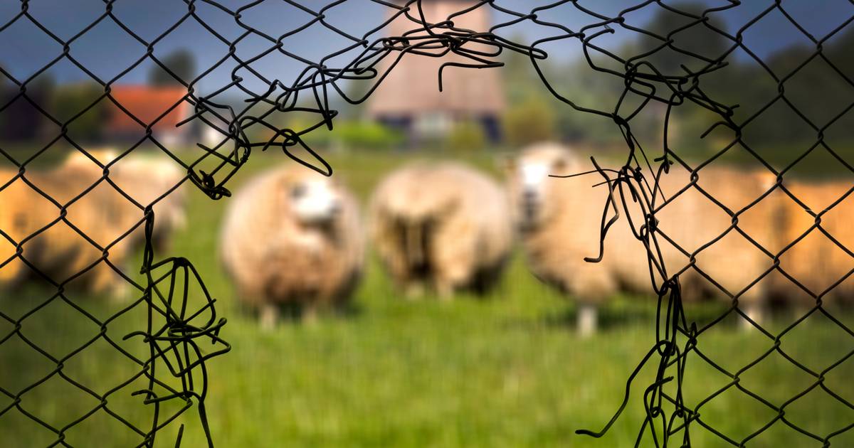 Houten omheining | Uitstekende service | Rutjes Paardenboxen
