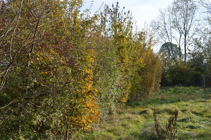 Een gemengde haag vormt een uitstekende groene afsluiting en is bovendien een goede schutplaats voor vogels.