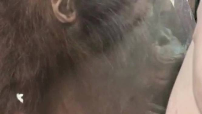 Une femme enceinte reçoit des bisous sur son ventre d'un adorable bébé orang-outan