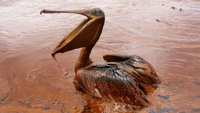 Een pelikaan besmeurd met olie door de ramp in de Golf van Mexico. Beeld REUTERS