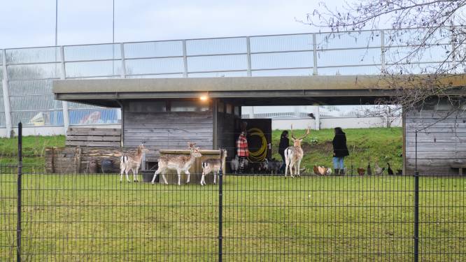 Een uitsterfbeleid voor herten? 'Ze zijn in Den Haag helemaal gek geworden’