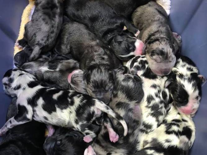 Duitse dog baart negentien puppy's: ‘Ze bleven maar komen’