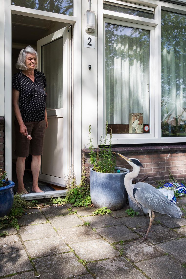 selecteer dam vloeistof Amsterdammers en hun reigers: 'Hij is mijn ware Jacob' | Het Parool