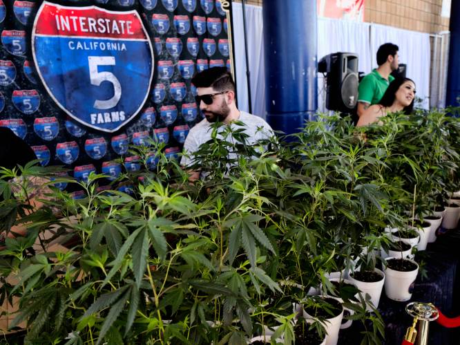 Legalisatie cannabis heeft drugskartels na 5 jaar nog altijd niet verdreven uit Californië