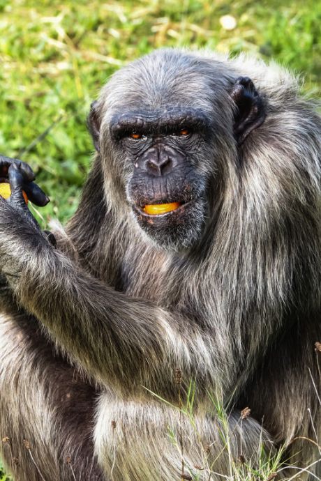 Chimpansee Wouter overlijdt na vechtpartij met soortgenoten in Beekse Bergen