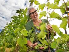 De hete en droge zomer is goed nieuws voor wijnliefhebbers: Utrecht heeft straks échte stadswijn