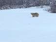 Un ours polaire aperçu dans le sud du Canada: “Personne n'a jamais vu ça”