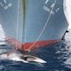 Japanse walvisjagers varen uit naar Antarctica om 333 dwergvinvissen te vangen