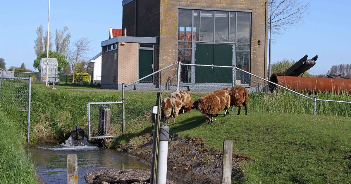 Waterschap pompt miljoenen in gemaal Oudenhoorn: polder sneller droog, en minder overlast voor de bu
