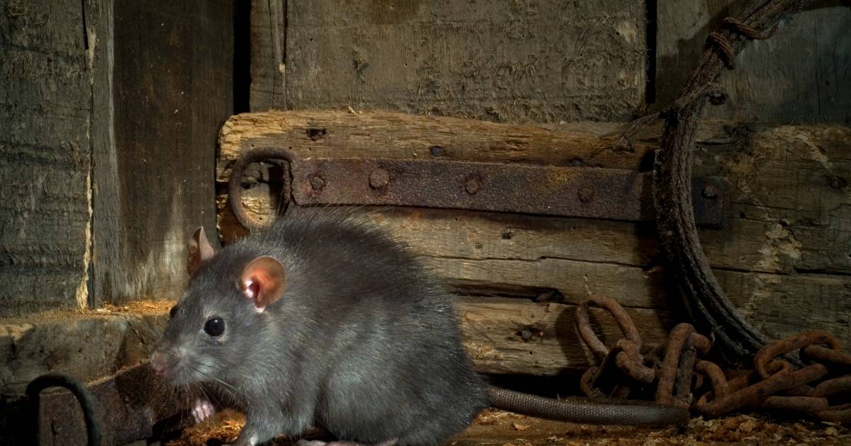 geld voor bestrijden rattenplaag in eindhoven gemeente stelt 50 000 euro beschikbaar eindhoven bd nl