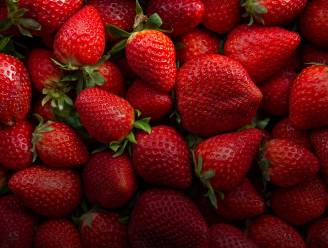 Aardbeifietstocht met picknick van Gezinsbond op 10 juni