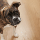 Zwangere vrouw aangevallen door hond die ze seconden eerder nog aait