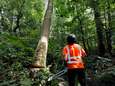 Oppassen geblazen: rond de tweehonderd bomen staan op omwaaien in het Kralingse Bos