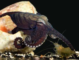 Nieuwe inktvissoort ontdekt met unieke jachtskills en opvallend seksueel gedrag
