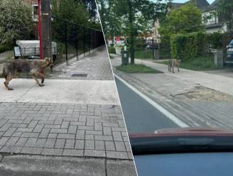 Wolf gespot in Sint-Job-in-’t-Goor: “Laat het dier met rust”
