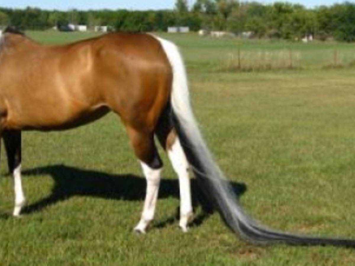 Summer Breeze, le cheval qui a la plus longue queue du monde | Insolite |  7sur7.be