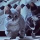 Dubstep-katten