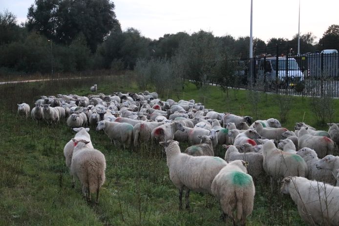 De schapen in Doesburg.