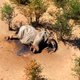 Blauwalg oorzaak van mysterieuze olifantensterfte in Botswana