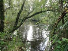 Drimmelen vreest dat de Biesbosch dichtgroeit: ‘We moeten de natuur niet zijn gang laten gaan’