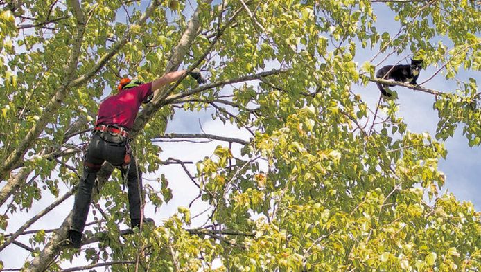 Hoe dichter Jorn Stuij bij Snuitje kwam, hoe verder de kat naar het uiteinde van een tak liep. De boomverzorger zaagde de tak af, waarna Snuitje met een plons in het water belandde