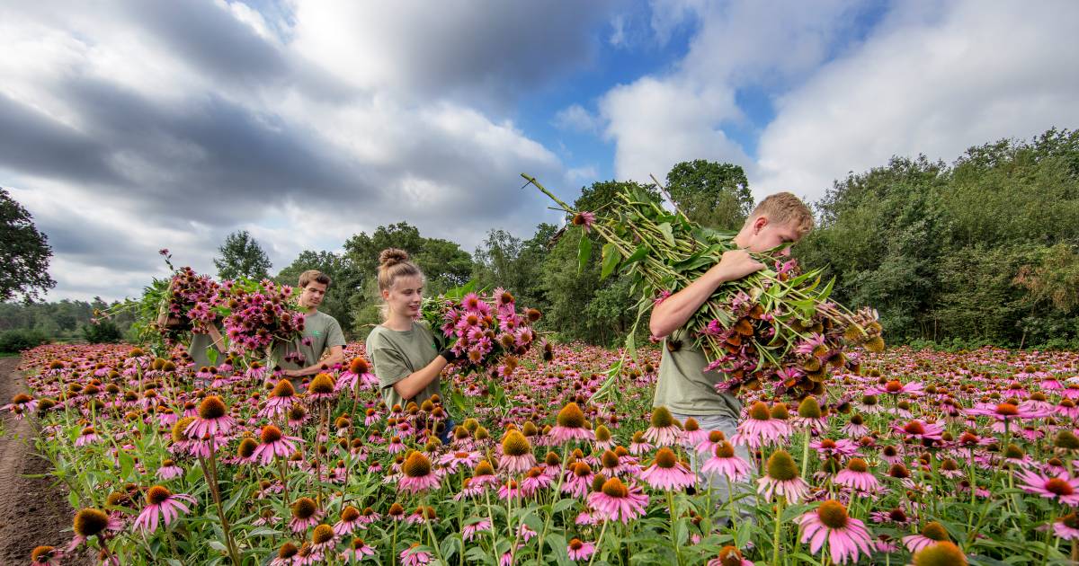 ‘Als half Nederland nog slaapt, sta ik 6000 kilo zonnehoedplanten
