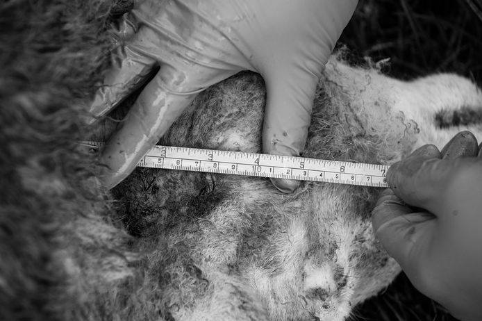 Het schapenkadaver wordt onderzocht op wolvensporen.