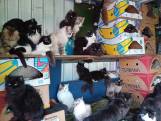 Inspectie vindt 108 katten in krappe trailer