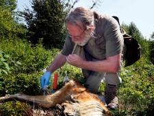 Aangereden wild zorgt voor nieuw leven in de Biesbosch: ‘Heel wat dieren profiteren’