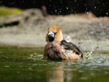 De natuur in Twente en de Achterhoek zet de turbo erop