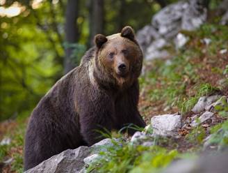 Jager vlucht in boom na achtervolging door woeste beer in Noord-Italië
