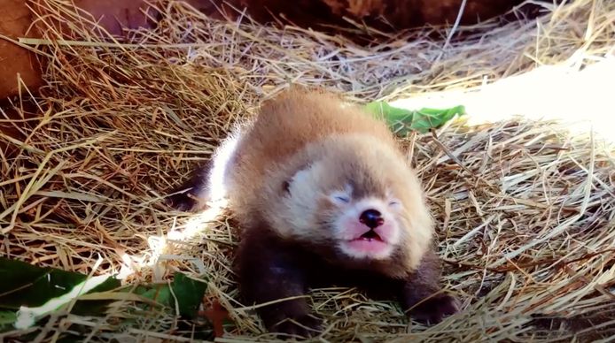 Bijzondere rode panda geboren in Safaripark Beekse Bergen.