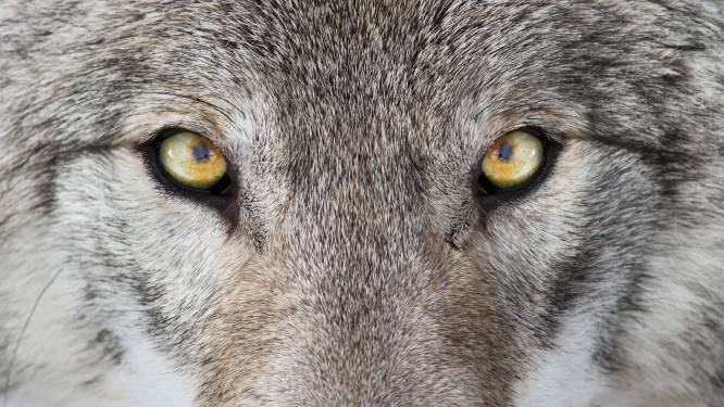 Hond in Bruchem door wolf doodgebeten? Onwaarschijnlijk, zegt de onderzoeker