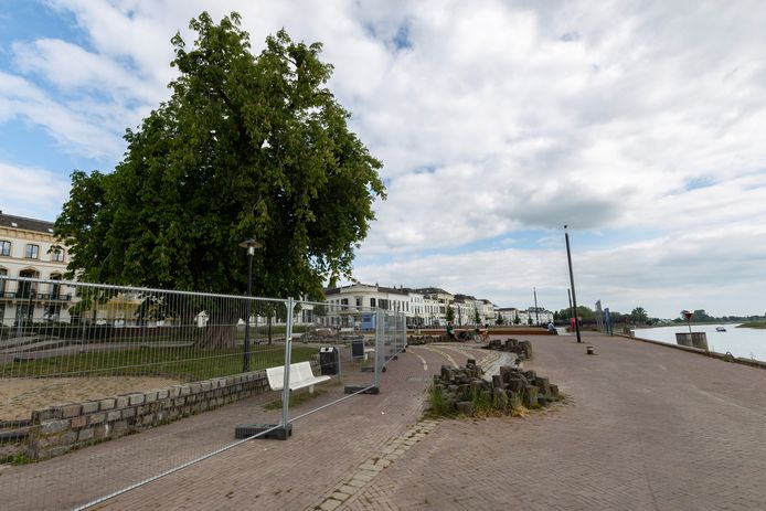 Bij het waterwerk langs de IJsselkade in Zutphen staat een joekel van een paardenkastanje. Na meer dan honderd jaar gaat de zaag erin. Grote hekken staan op rond de boom totdat hij dinsdag wordt gekapt.