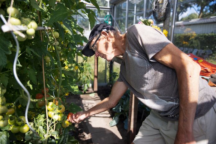 Roel Kauperman bezig met de tomaten in zijn tuin