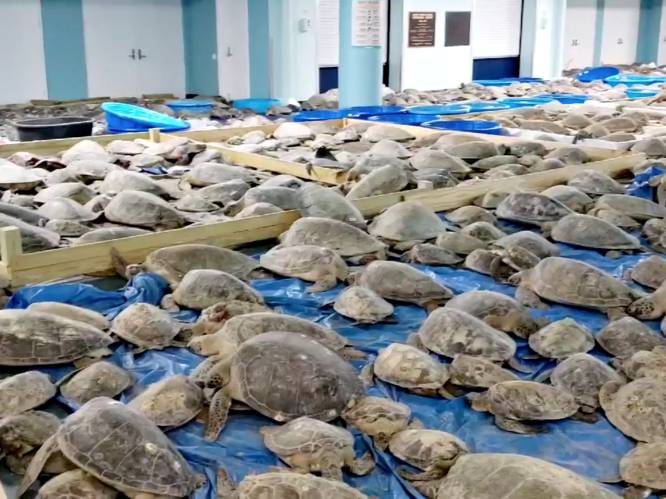 Duizenden schildpadden gered uit vrieskou Texas