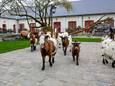 Dierenpark Pairi Daiza heeft zijn aanbod van logies uitgebreid met 21 nieuwe ‘farmhouse lodges’ rond een miniboerderij.