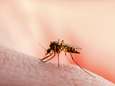 Opmars West-Nijlvirus in Europa: leefgebied besmette muggen breidt uit door klimaatverandering