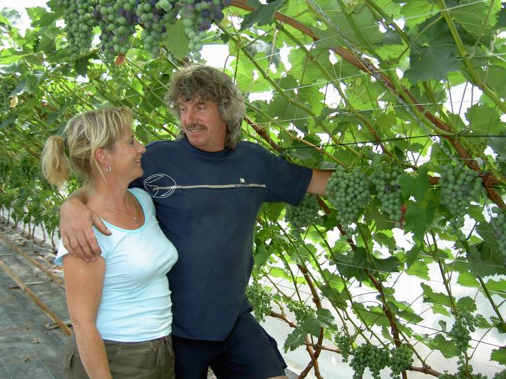 Druivenkwekerij Nieuw Tuinzight is verkocht: ‘Ze moeten het nog leren’