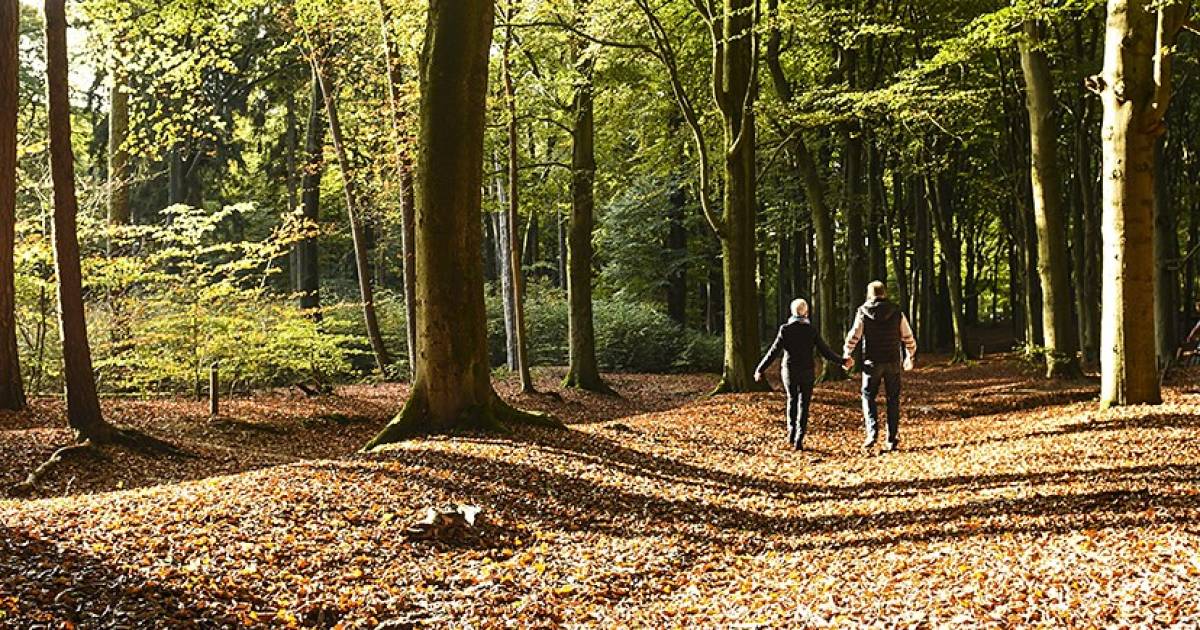 Het is herfst! De perfecte tijd van het jaar om over de Heuvelrug te ...