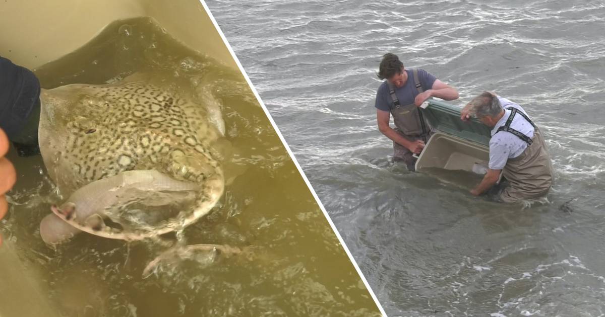 Stekelrogonderzoek biedt hoop voor verdwenen ‘reuzenmanta’ van de Noordzee